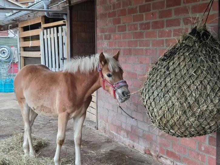 Haflinger hengst veulen, Dieren en Toebehoren, Paarden, Hengst, Onbeleerd, Minder dan 160 cm, 0 tot 2 jaar, Recreatiepaard, Gechipt