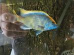 Nimbochromis venustus man volwassenen te koop rond de 20 cm