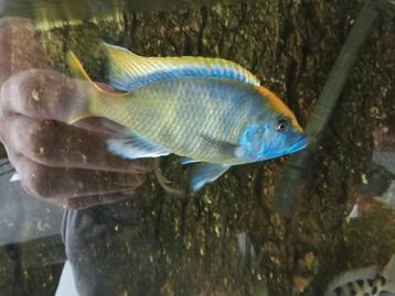 Nimbochromis venustus man volwassenen te koop rond de 20 cm  beschikbaar voor biedingen