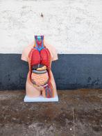 Anatomisch model - Menselijk lichaam, Antiek en Kunst, Ophalen of Verzenden