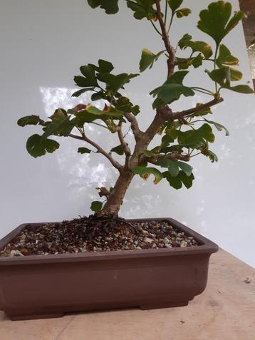 Bonsai Ginkgo Marcottage beschikbaar voor biedingen