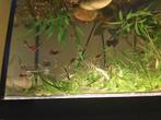 Guppy's