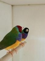 Gouldamandines , Goulds, Dieren en Toebehoren, Mannelijk, Tropenvogel