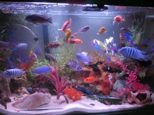 grote cichliden vanaf 8 €, Animaux & Accessoires, Poissons | Poissons d'aquarium, Poisson d'eau douce, Banc de poissons