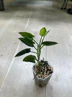 Syngonium Rayii, Huis en Inrichting, Kamerplanten, Ophalen