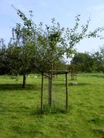 1 x Halfstam appelboom Reinette Etoile, Ophalen, Appelboom
