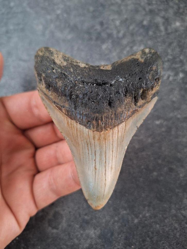 MEGALODON TOOTH USA 67 grammes 8,4 x 6,3 x 1,7 cm, Collections, Minéraux & Fossiles, Fossile, Enlèvement ou Envoi