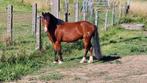 Superbrave B-pony, Dieren en Toebehoren, Pony's, Gechipt, B, Ruin, Springpony