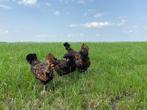 Hollandse Baardkuifhoen kriel Padua gesekst en ingeënt, Poule ou poulet, Femelle
