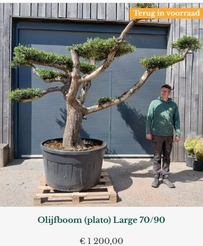 Olijfboom Plato, Jardin & Terrasse, Plantes | Arbres, Olivier, Enlèvement