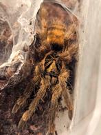Neoholothele incei classic Vogelspinnen