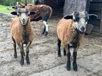 Twee ram lammeren - pas half mei weg van moeder!, Animaux & Accessoires, Moutons, Chèvres & Cochons, Mouton
