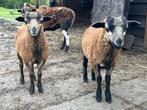 Twee ram lammeren - pas half mei weg van moeder!, Dieren en Toebehoren, Schapen, Geiten en Varkens, Schaap