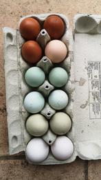 Verse lekkere eieren - 2,5€/6 eieren, Ophalen of Verzenden