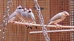 Rijstvogels, Meerdere dieren