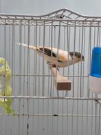 Mal canari arlequin a vendre