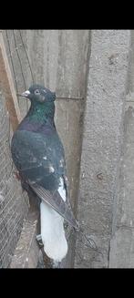 perzische witstart, Dieren en Toebehoren