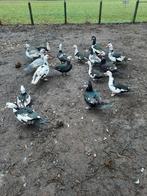 Barberie eenden, Dieren en Toebehoren, Pluimvee, Eend