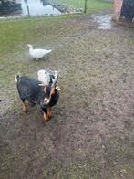 Mini Dwerggeitjes, Dieren en Toebehoren