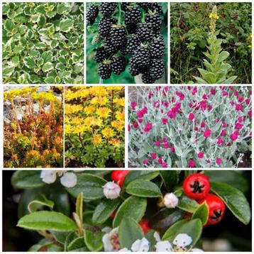 Vaste planten/salie/rozemarijn/Coquelourd/Mulberry/Sedum... beschikbaar voor biedingen