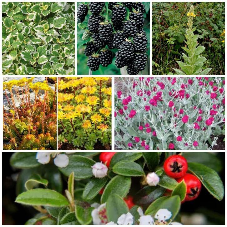 Vaste planten/salie/rozemarijn/Coquelourd/Mulberry/Sedum..., Tuin en Terras, Planten | Tuinplanten, Vaste plant, Ophalen of Verzenden