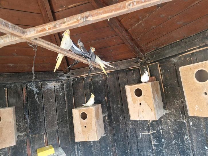 Valkparkieten, Dieren en Toebehoren, Vogels | Toebehoren, Zo goed als nieuw, Ophalen