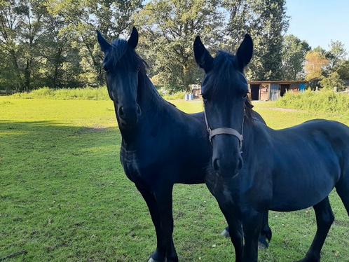 Fries, Dieren en Toebehoren, Paarden, Merrie