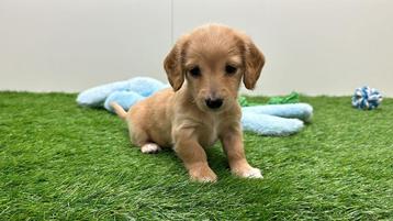 Nestjes Langharige Kaninchen Teckel puppy's beschikbaar voor biedingen