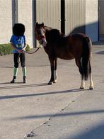 Toffe B pony, Dieren en Toebehoren, Gechipt, B pony (1.17m tot 1.27m), 11 jaar of ouder, Dressuurpony