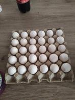 Eieren te koop van Hollandse Kuifhoen, Dieren en Toebehoren, Pluimvee