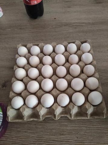 Eieren te koop van Hollandse Kuifhoen beschikbaar voor biedingen