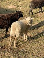 Ouessant ooilammetjes en ramlammetjes, Meerdere dieren, Schaap, 0 tot 2 jaar