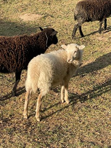 Ouessant ooilammetjes en ramlammetjes beschikbaar voor biedingen