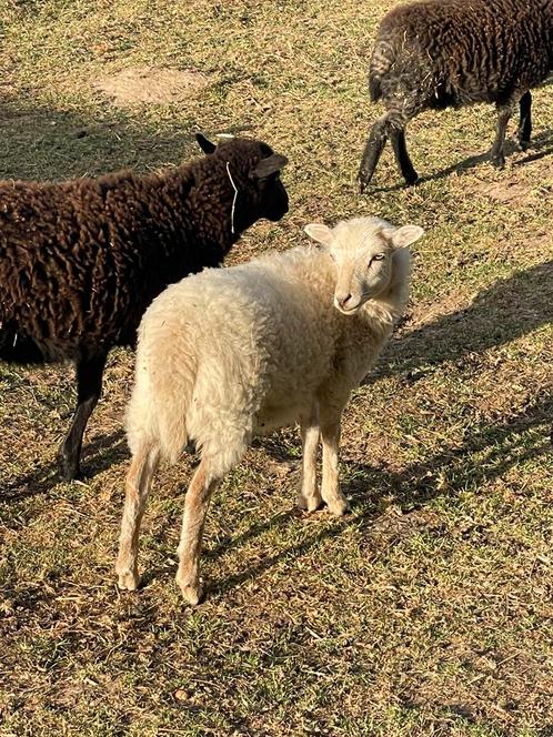 Ouessant ooilammetjes en ramlammetjes, Dieren en Toebehoren, Schapen, Geiten en Varkens, Schaap, Meerdere dieren, 0 tot 2 jaar