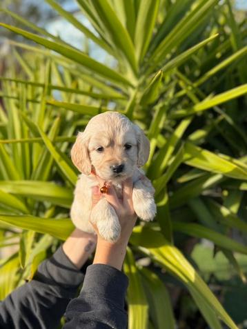 Mooie golden cocker retriever pups beschikbaar voor biedingen