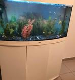 Aquarium, Dieren en Toebehoren, Ophalen, Zo goed als nieuw