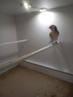 Putters te koop, Dieren en Toebehoren, Vogels | Overige Vogels