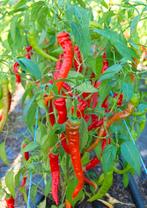 Chili Lombardo (5 zaden), Tuin en Terras, Ophalen of Verzenden