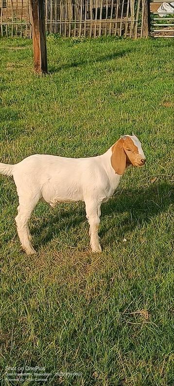 Boerbok lammetje  beschikbaar voor biedingen