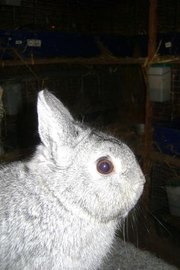 Raszuivere kleurdwerg beschikbaar voor biedingen