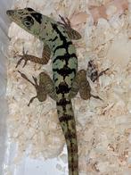Diverse reptielen te reserveren voor Houten 21 september