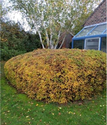 Stephanandra incisa ´Crispa´ - Kransspirea beschikbaar voor biedingen