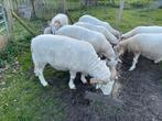 Ram Wiltshire Horn, Animaux & Accessoires, Moutons, Chèvres & Cochons