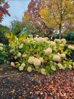 Hortensias, Enlèvement, Hortensia