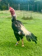 Zilvertarwe shamo haan, Dieren en Toebehoren, Pluimvee
