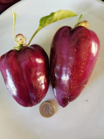 paarse paprika Marconi purple - 5 zaden beschikbaar voor biedingen