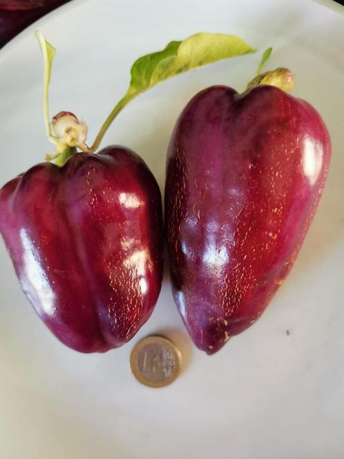 paarse paprika Marconi purple - 5 zaden, Tuin en Terras, Bloembollen en Zaden, Zaad, Voorjaar, Volle zon, Verzenden