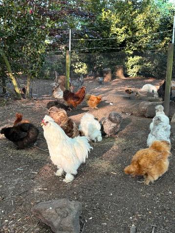 Broedeieren USA zijdehoen ( GRATIS verzending), Poule ou poulet