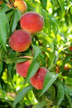 UITVERKOOP PERZIKBOMEN: LAAGSTAM 5€/STUK !!!, Tuin en Terras, Planten | Tuinplanten, Volle zon, Vaste plant, Ophalen of Verzenden