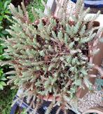 Sedum Reflexum, Tuin en Terras, Planten | Tuinplanten, Ophalen